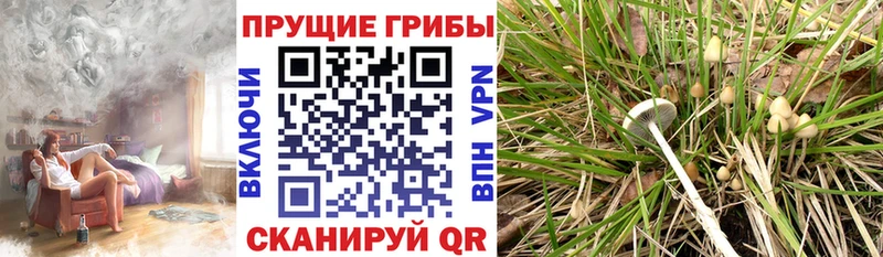 Псилоцибиновые грибы мицелий Когалым